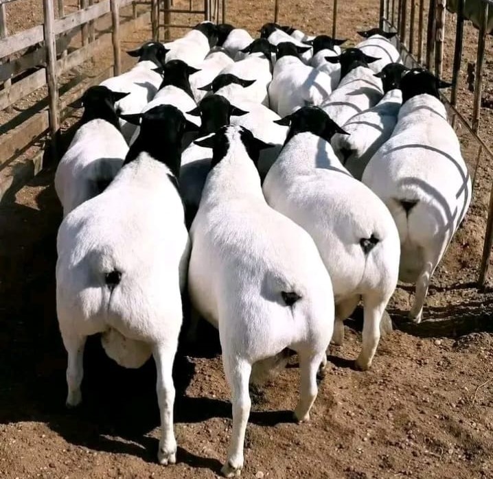 Dorper sheep