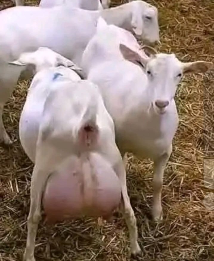 Galla dairy goats