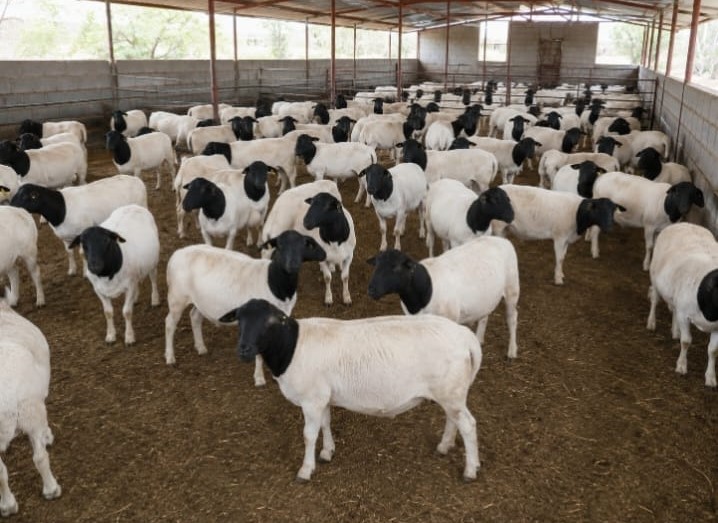 Large flock of Dorper sheep