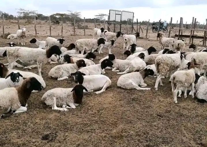 Dorper sheep on the farm